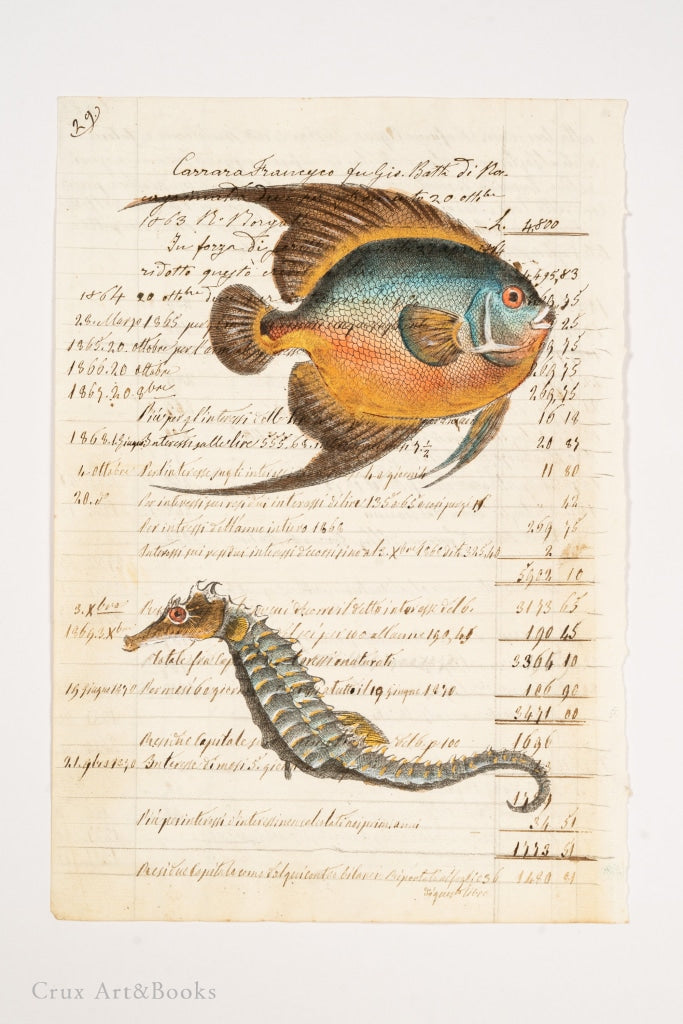 熱帶魚與海馬銅版畫古書頁，19th